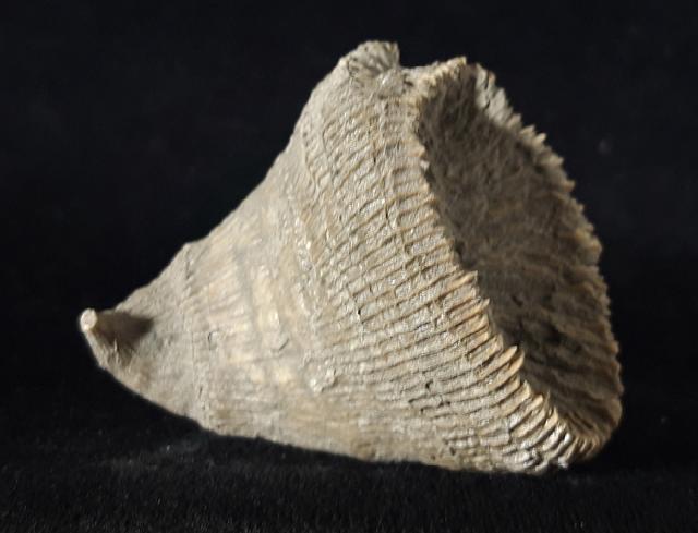 Placosmilia vidali (MALLADA 1892) - Bild © FossNet FossilienStore